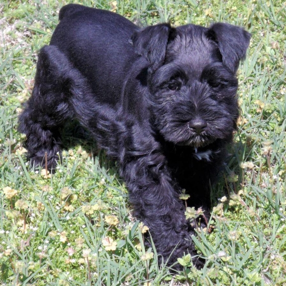 REGALO due cuccioli di schnauzer per l'adozione