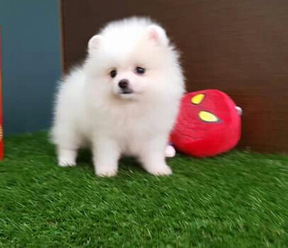 Regalo Cuccioli di Pomerania disponibili