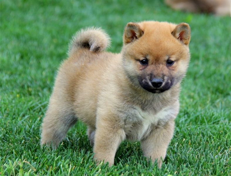 REGALO Cuccioli di Shiba Inu