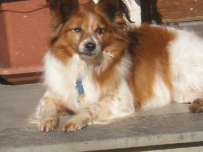 Paolino, dolce volpino che cerca famiglia amorevole
