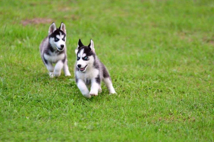 Due cuccioli di Siberian Husky disponibili