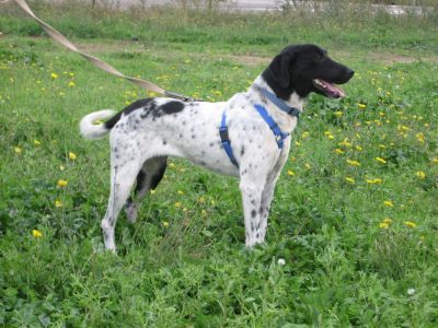 Dana, splendida der. pointer cerca famiglia accogliente