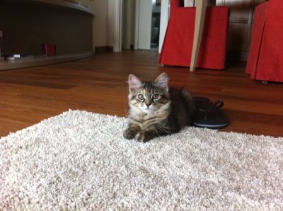 Fuscia e Francisca cucciole pelo semilungo