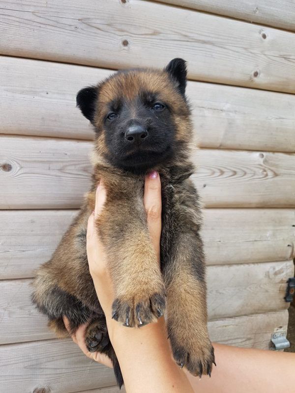 Regalo Pastore tedeco cuccioli,