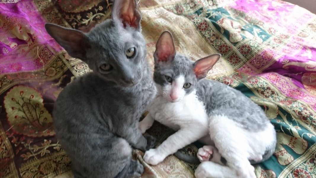 Felicit� allevamento ti d� 5 Cornish Rex.
