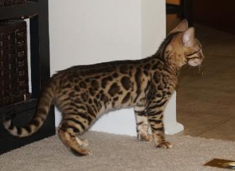 Abbiamo un bellissimo marrone rosette femminile Bengala gattino disponibile.