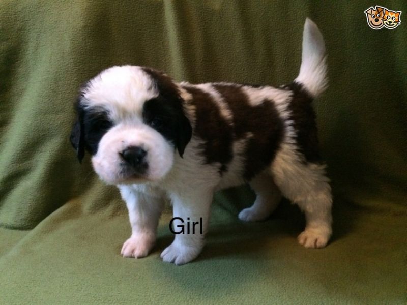 Regalo adorabili cuccioli san bernardo femminucce e maschietti disponibili