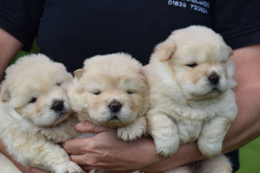 Cuccioli di chow chow femminucce e maschietti disponibili in regalo