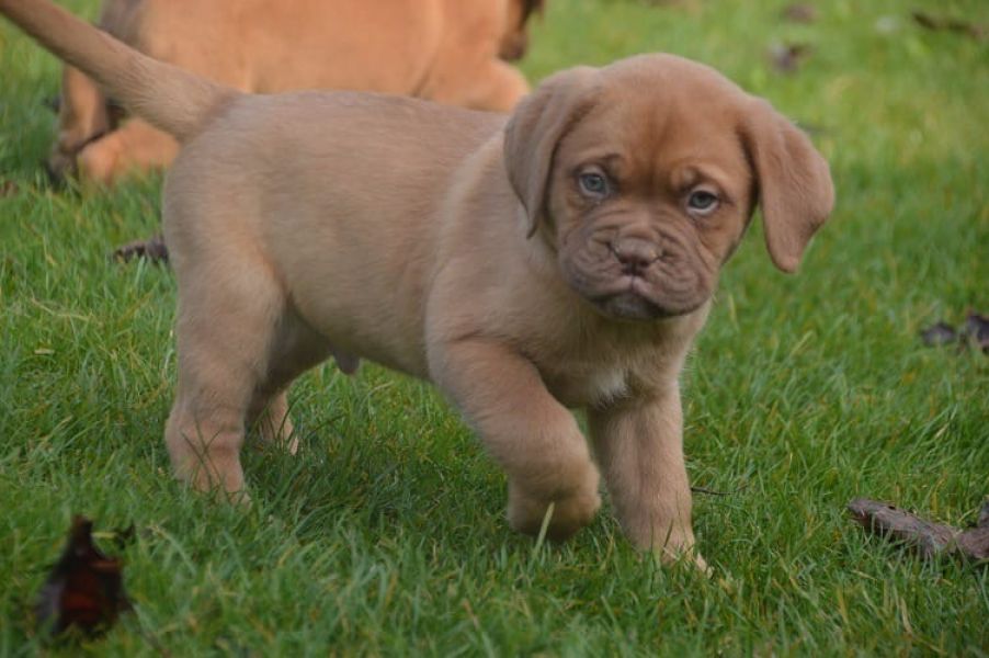 Cuccioli di dogue bordeaux per adozione ( regalo  )