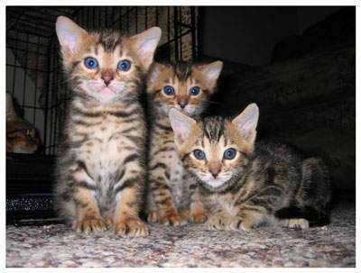  regalo Bengala gattini disponibili per l'adozione