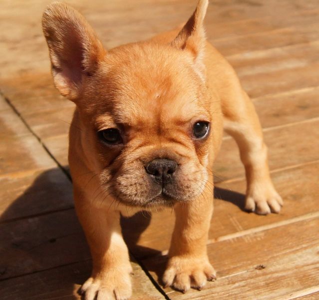  cuccioli di razza bulldog francese per adozione 