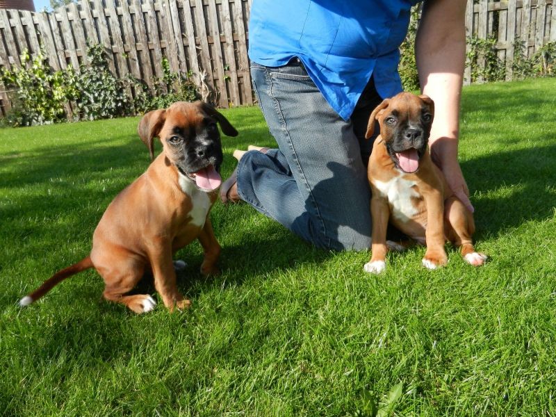 Molto bella e sani  cuccioli di Boxer per adozione maschi e femmine disponibili (gratis)