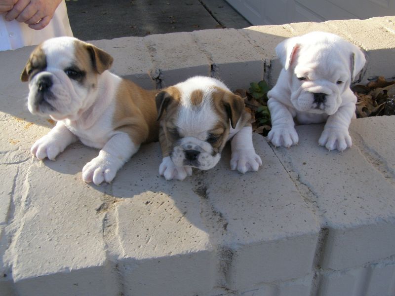 Regalo Bulldog inglese cuccioli disponibili