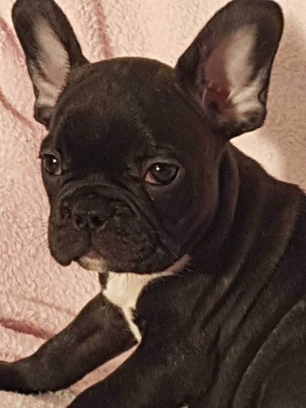 Sani maschio e femmina cuccioli di bulldog francese per adozione 