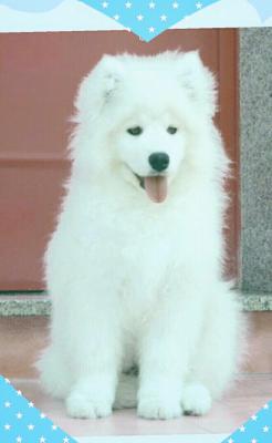 Bellissimo cucciolo Samoiedo disponibile, contattare 