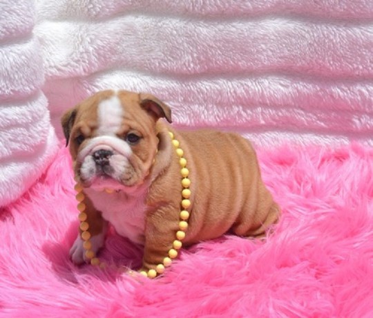Inglese Bull cane cuccioli