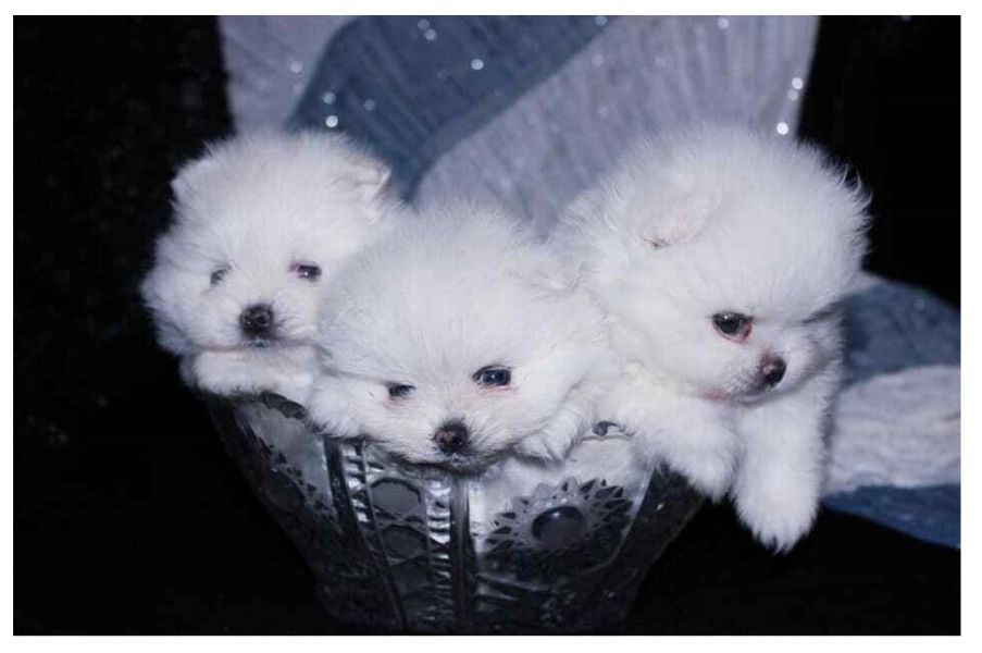 Spitz pomerania.