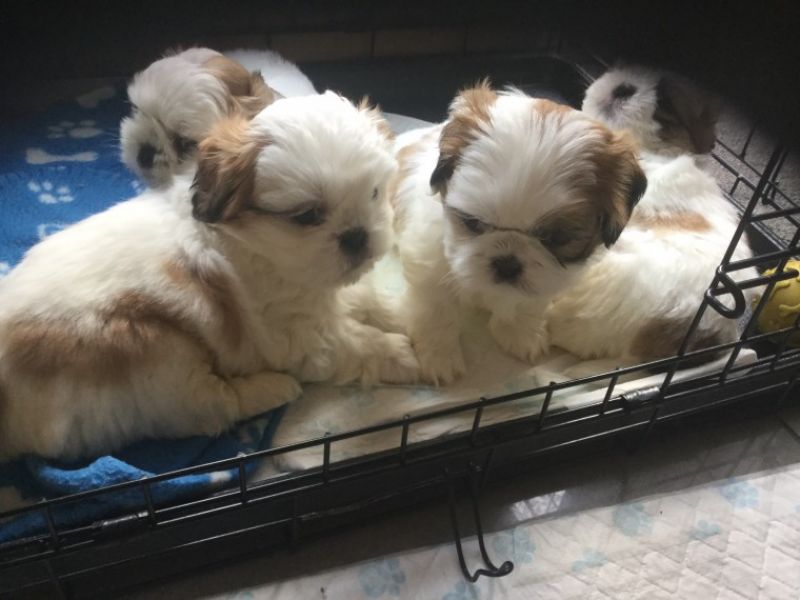  Regalo cuccioli di shitzu