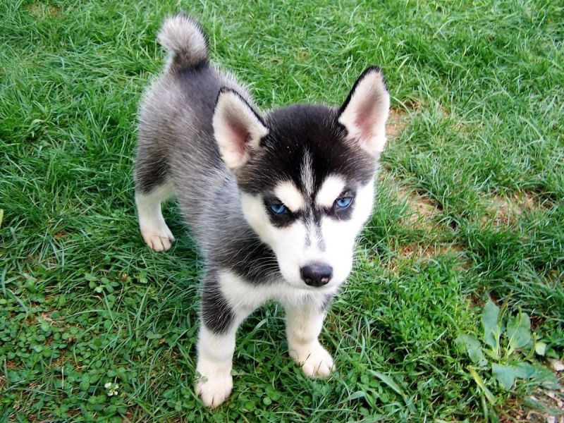 Bella e sani cuccioli di Sibarian husky per adozione 