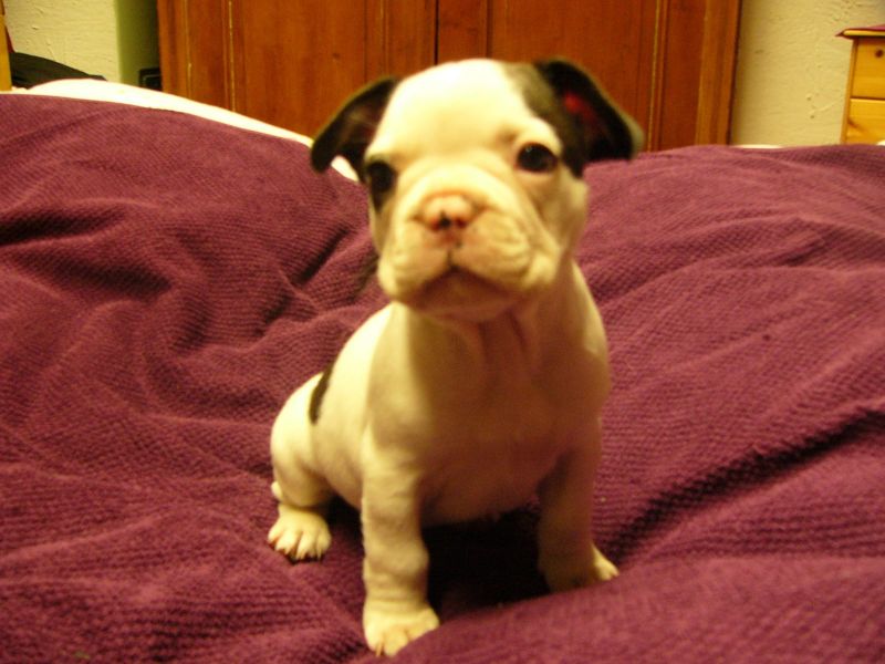 Molto bella e sani cuccioli di bulldog francese per adozione  