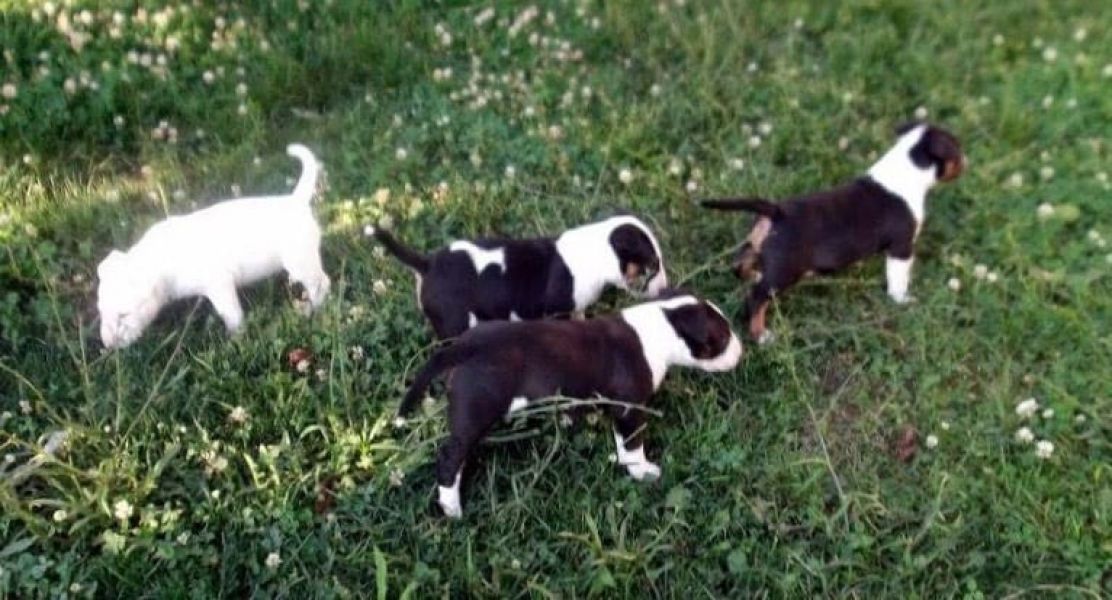  cuccioli di bull terrier  per adozione ( regalo  )