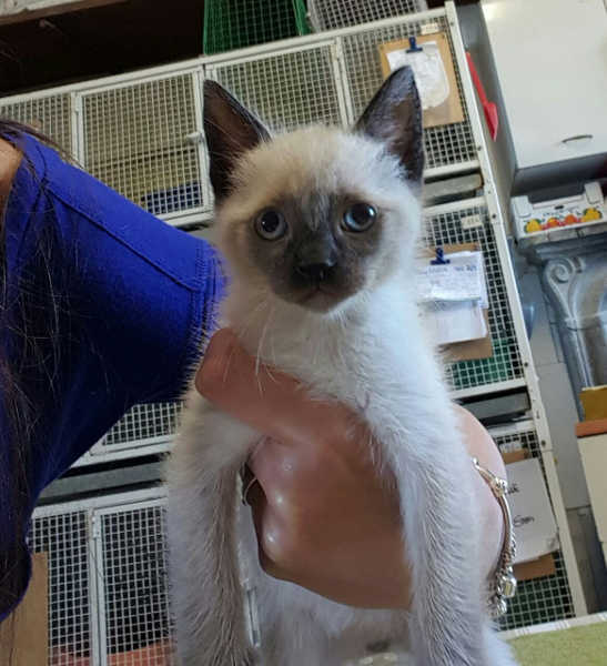 Gattini in cerca di casa