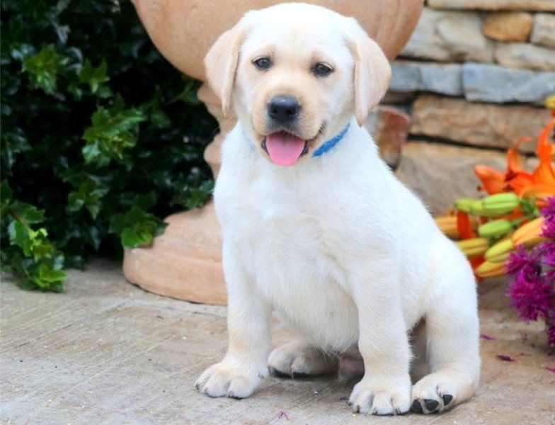 Regalo Labrador