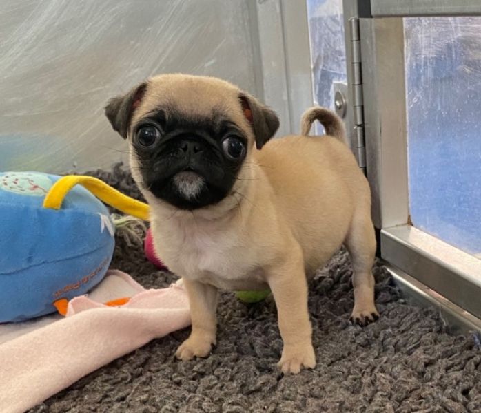 Regalo Carlino cuccioli introvabili cuccioli di Carlino intelligenti e dolcissimi attaccati al padro