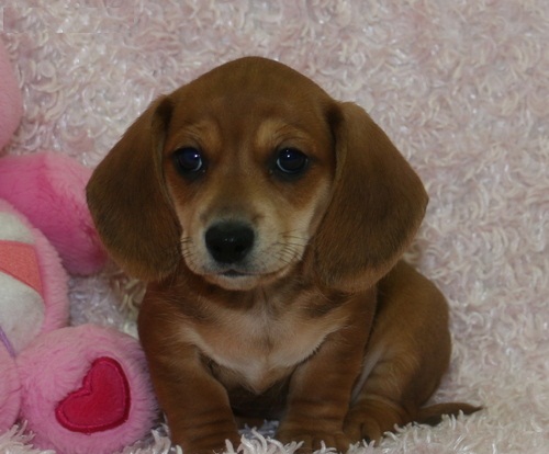 Regalo adorabili cuccioli di Bassotto femminucce e maschietti disponibili per l'adozione gratuita i