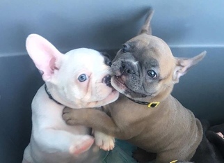 Bouledogue - bulldog francese fulvo