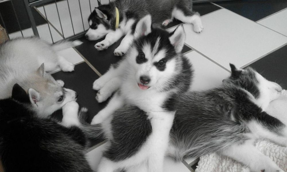 Cuccioli husky siberiano in adozione !!!!!