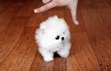 Regalo Cuccioli di Volpino di Pomerania Disponibile