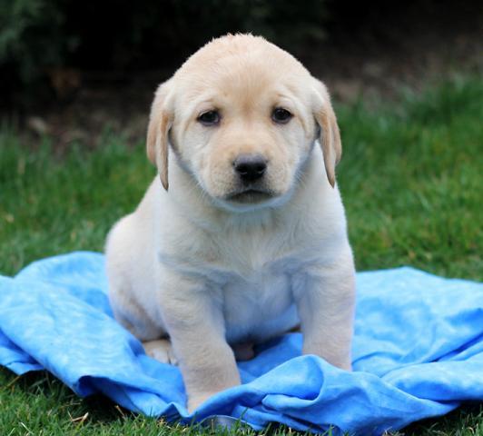 Molto bella e sani cuccioli di labrador per adozione (gratis) 