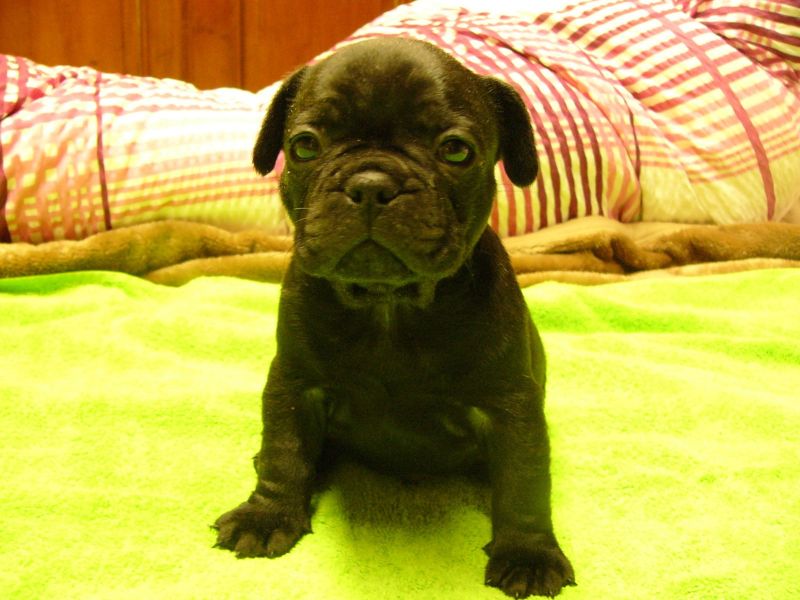 Adorabili cuccioli di Bulldog Francese femminucce e maschietti disponibili per l'adozione gratuita