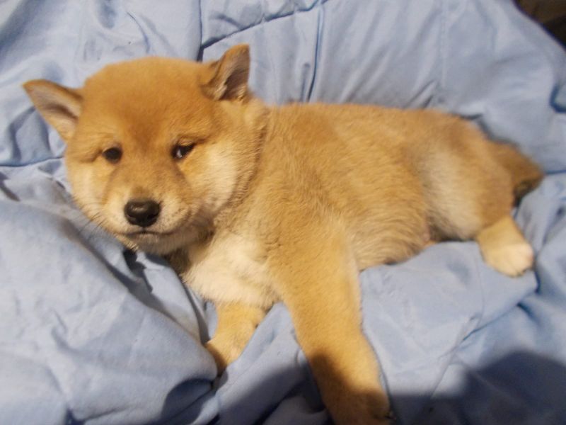 Molto bella e sani cuccioli di Shiba Inu  per adozione maschi e femmine disponibili (gratis) per fav