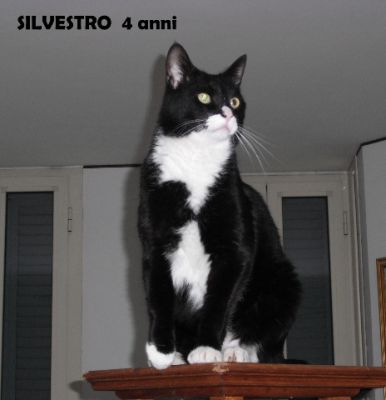 Silvestro, gatto di 4 anni da adottare