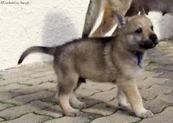 Cane lupo cecoslovacco..... cane lupo cecoslovacco 
