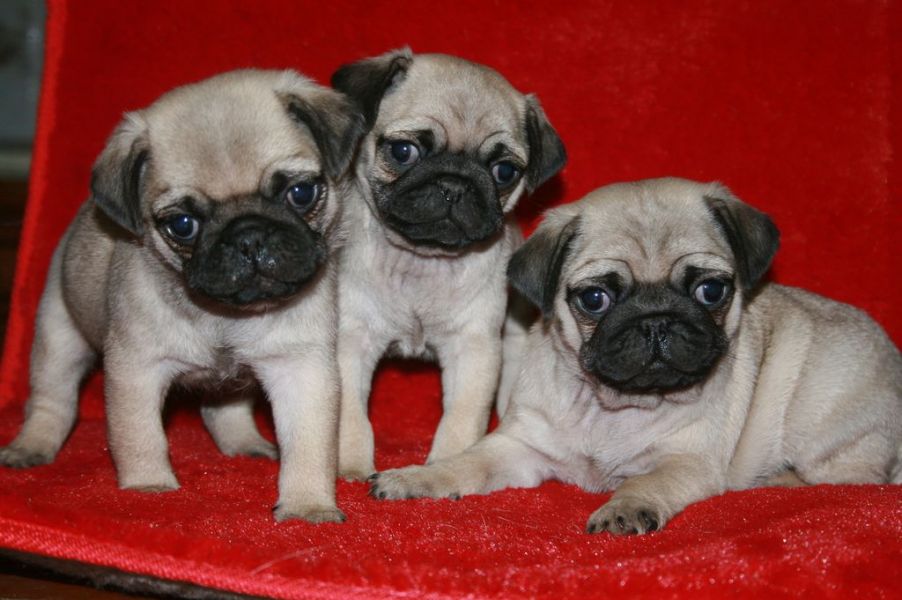 REGALO Cuccioli di Calino