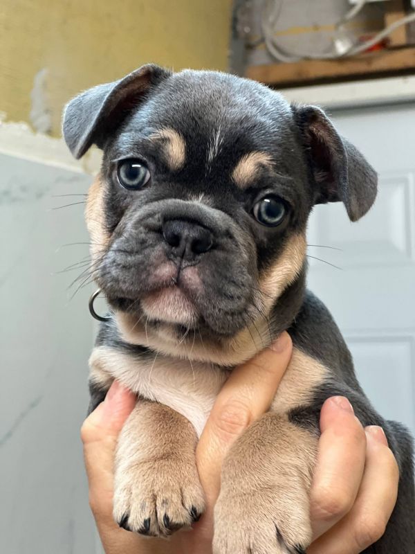   Regalo Meravigliosi cuccioli di bulldog francese (marieiris783@gmail.com)  Casa cresciuto, salute 