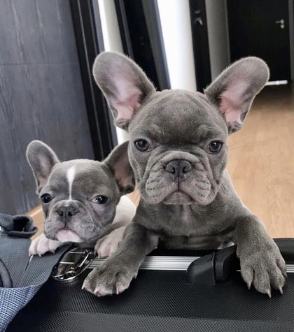 Bouledogue bulldog francese cuccioli