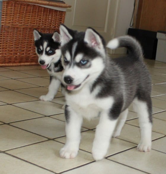 Molto bella e sani cuccioli di Sibarian husky  per adozione maschi e femmine disponibili (gratis)