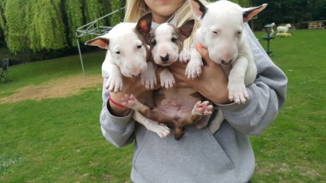  adorabili cuccioli di bull terrier in regalo