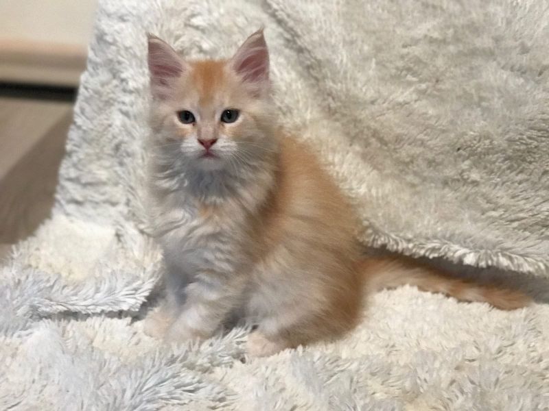  Molto bella e sani gattini main coon  per adozione maschi e femmine disponibili (gratis) 