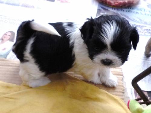 Regalo cuccioli di shihtzu