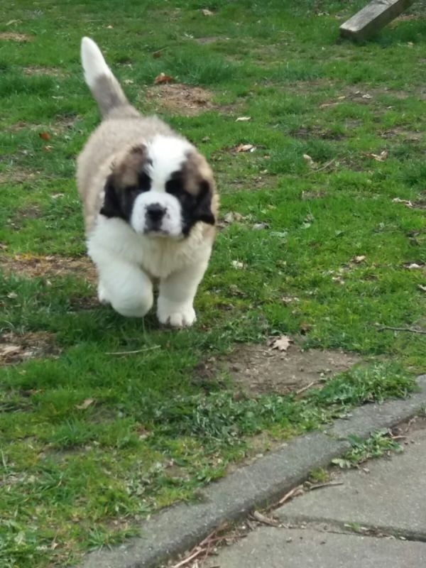 Molto bella e sani cuccioli di san bernardo per adozione maschi e femmine disponibili (gratis)