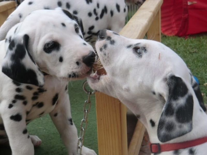   cuccioli di dalmata per adozione per adozione ( maschio e femmina )