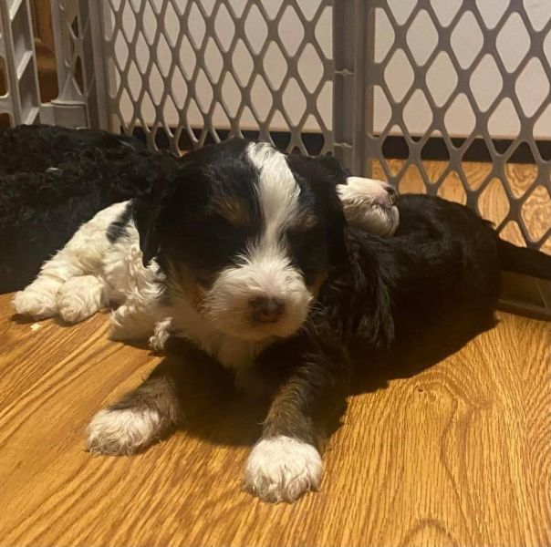 Disponibili cuccioli di Bernedoodle in miniatura E-MAIL (marieiris783@gmail.com)