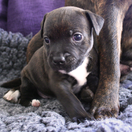 American Staffordshire Bull Terrier