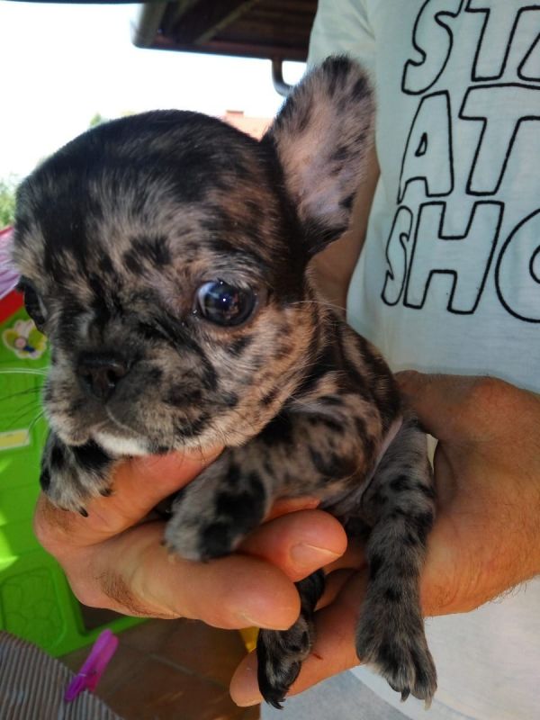 Maschio e femmina adorabile bulldog francese  cuccioli disponibili per l'adozione