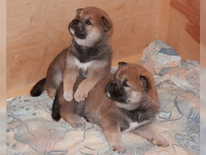 SHIBA-INU Pronto ad andare in adozione !!!!